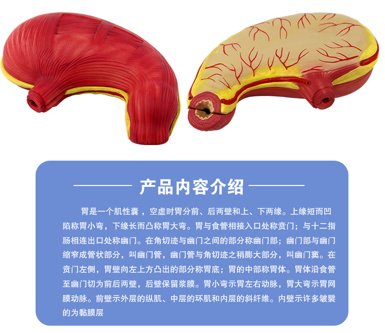 QH3329胃解剖模型_07.jpg