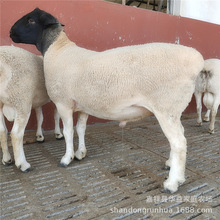 黑头杜泊绵羊羊羔价格多少一只 白头杜泊孕羊哪里卖