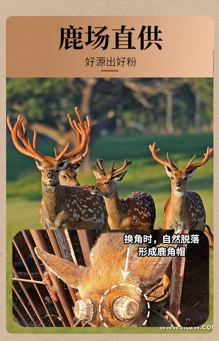 Deer Antler Cap Powder Slices Authentic Jilin Sika Deer Farm Direct Supply key features