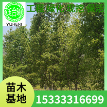 ט徰^^pеGט ט טС