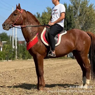 ���R����ɽׯ���R����ό��ļ�Ѫ�R��Ѫ�R�ɹ��R���R�x���T�R���g