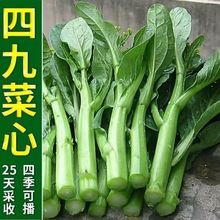速生25天四季菜心种子广东四九甜脆菜心多子多福农家青菜苔菜心