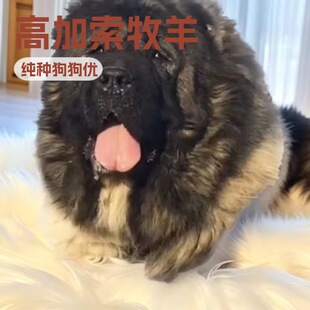 �ܰ�߼�������Ȯ��Ȯ���w���ﹷ�����N�߼�����ͥ�o�lȮ����Ȯ