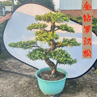 ����_�h���辰�Ϙ�ȸ�������͘��҃��⻨�@ͥԺ�e�����P�Gֲ���