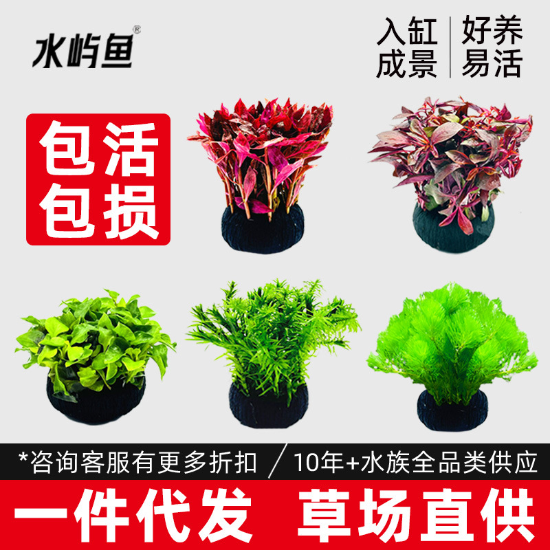 鱼缸水草大坨草造景摆件阴性淡水新手懒人绿菊小坨草真水草批发