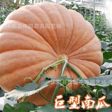 �����ϹϷN���ش��ϹϷN�Ѹ߮a�����Ŵ�������ˈ@�����߲˷N��