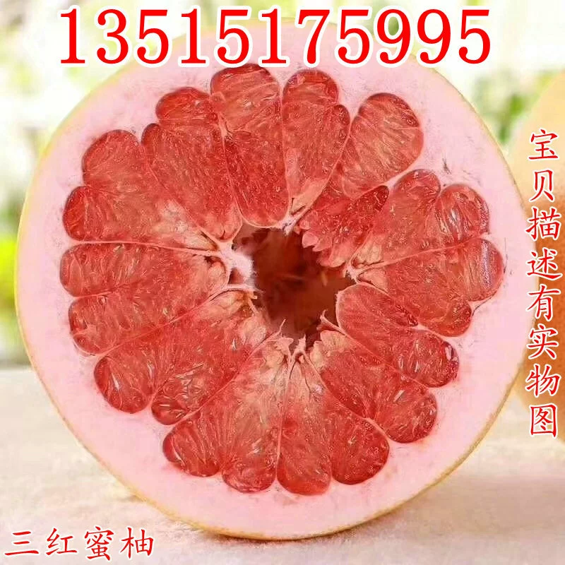 Грейпфрут Рассада Красное сердце Грейпфрут Рассада привитая рассада Санхонг Мед Помело Шатян Помело Рассада в горшке на юге и севере