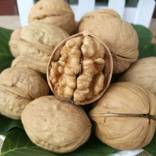 �½�185��Ƥ�����ք���������҈Թ��ʝM������؛�������������l