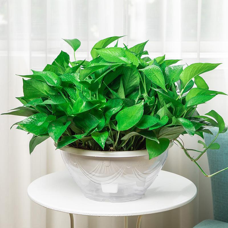 大叶绿萝盆栽室内长藤垂吊植物水培绿植吸除甲醛净化空气绿箩花卉
