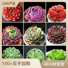 多肉植物批发小多肉小盆栽肉肉植物生石花玉露基地自产自销满包邮