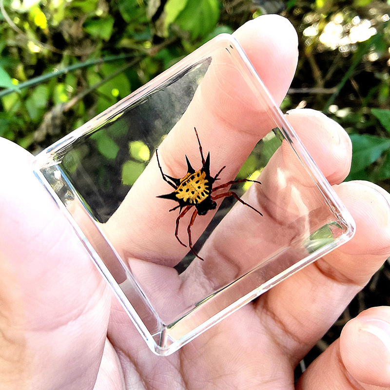 네이비 블루 호른 스파이더 80%