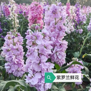 Violet Flowers Shipped from Dounan Base in Yunnan for Wedding Decoration, Fresh Cut Flowers, Real Home Flowers, Violet