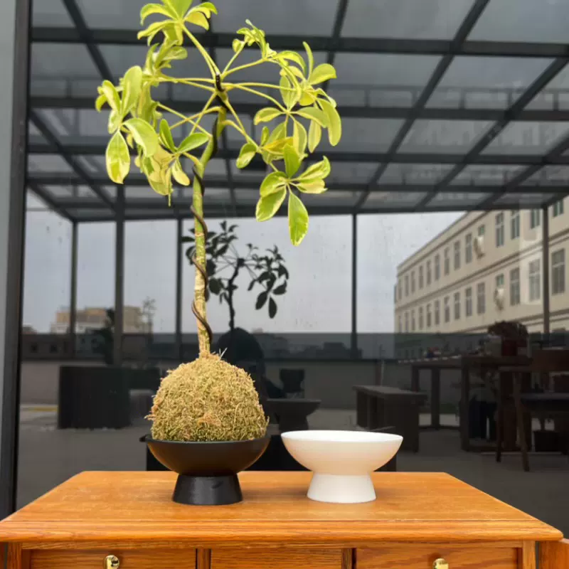 一件代发无孔苔藓球蕨类植物水仙容器禅意黑色陶瓷托盘专用花盆
