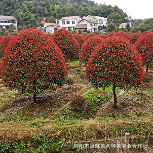 �����t�~ʯ骘䪚�U��Ʒ�tʯ����ļ������ͺ����B��G�hֲ���ľ