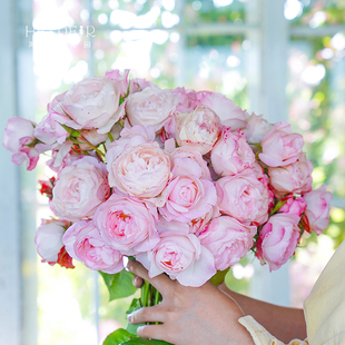 Heidi's Garden Strawberry Almond Cake Upright Multi-Headed Rose Garden Balcony Flower Plant Potted Seedlings