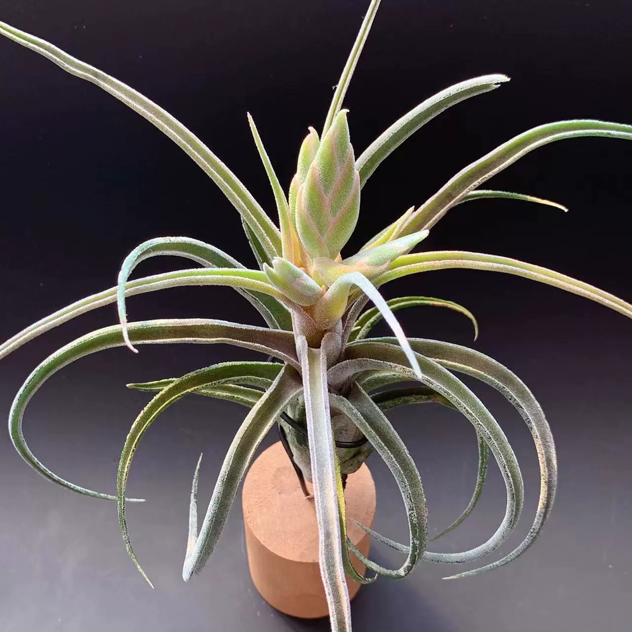 Редкое воздушное растение без почвы, настольное зелёное растение для декора