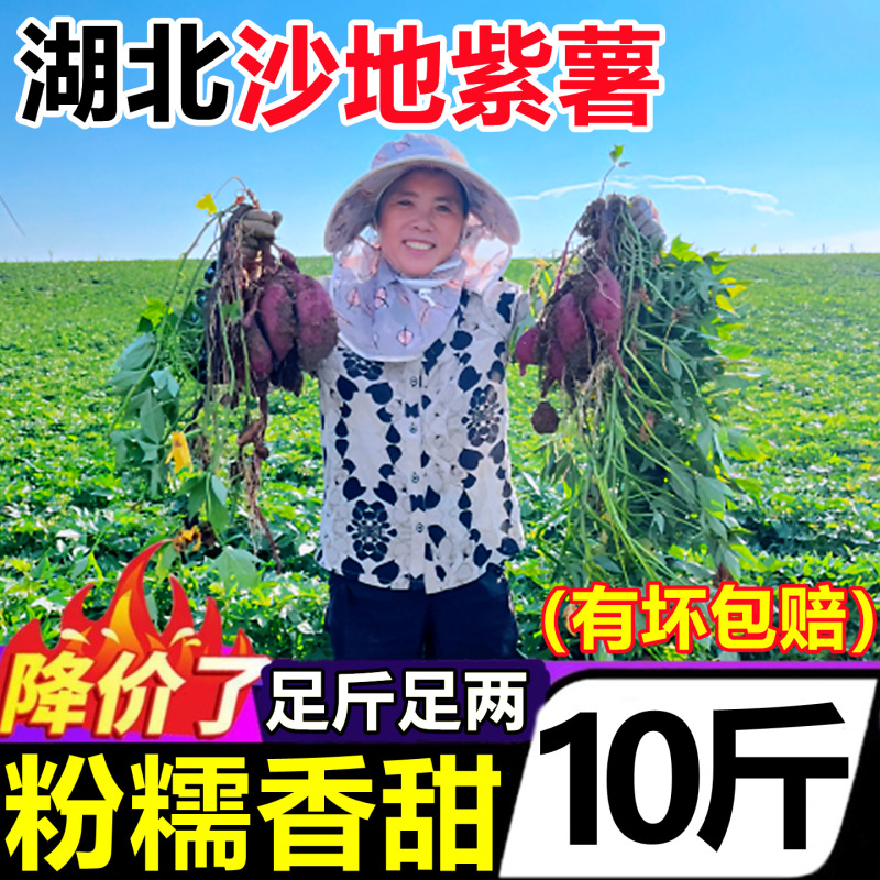 湖北·沙地紫薯新鲜农家自种10斤紫罗兰番薯当季新鲜紫薯红薯地瓜|undefined