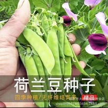 mNԭb߮a|㶹NһļN߲˷N