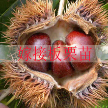 嫁接板栗树苗大红袍栗子各种稀有水果苗南方北方地栽种植当年结果