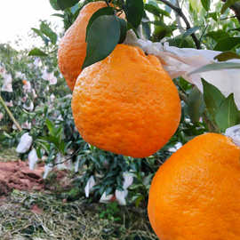 安徽耙耙柑橘苗 果树苗木批发采购价格图片嫁接优质春见果苗