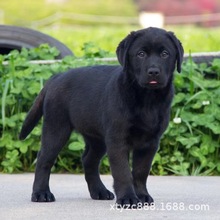 纯种拉布拉多幼犬活体犬崽神犬小七黑色白色金毛导盲犬宠物犬