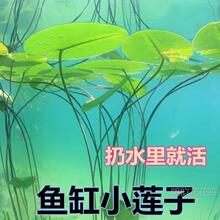 �~�׿����쾰��ɏ�N��ɏ�����ܑ����~�������쾰�ļ�����ˮ��ֲ��