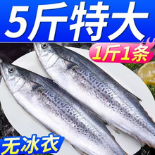 大鲅鱼新鲜活鲐鲅鱼马鲛鱼大整条冷冻青花鱼马友鱼海鲜马交鱼批发