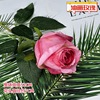 Realistic decorations, layout for St. Valentine's Day, jewelry, roses, wholesale