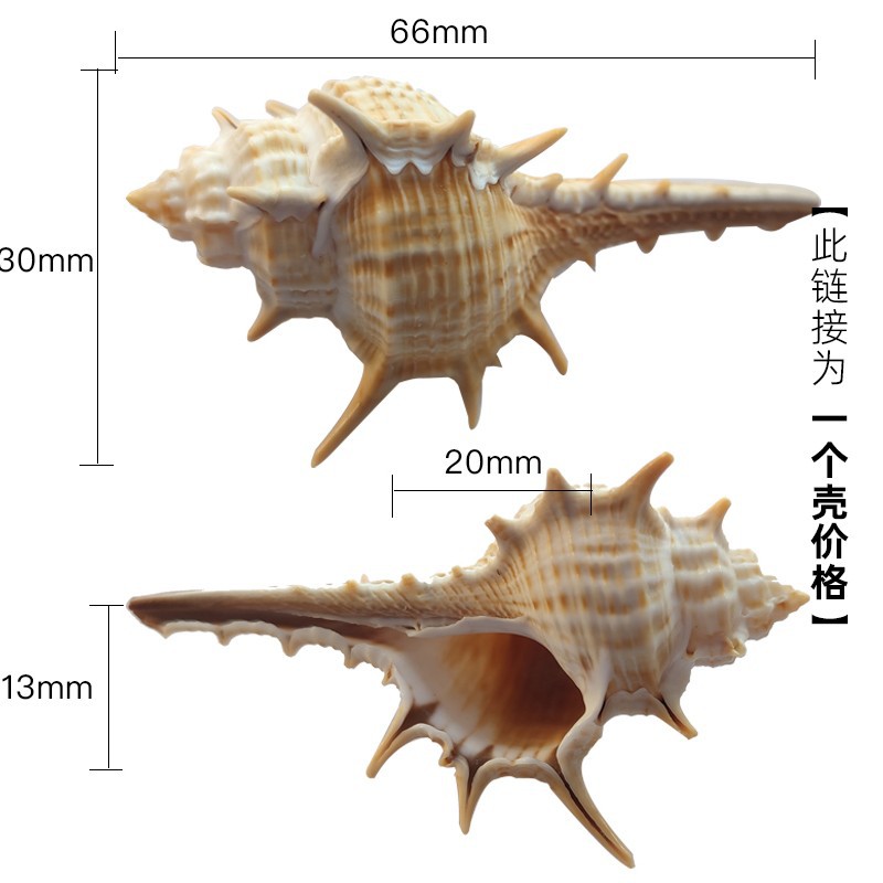 2-3cm 게에 적합한 밝은 갈색 X83 파이프 달팽이