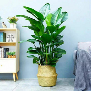 Bird of Paradise Nordic Green Plant Orchid Potted Indoor Living Room Office Large Green Plant Potted Air Purification Factory