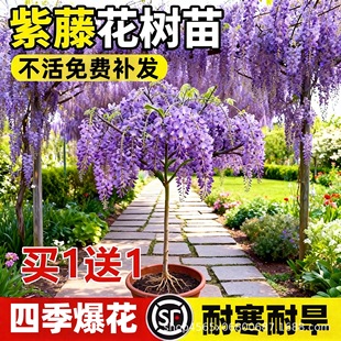 ���ٻ����������ļ��_���������ͺ�ͥԺ�̨��������ֲ������՚�