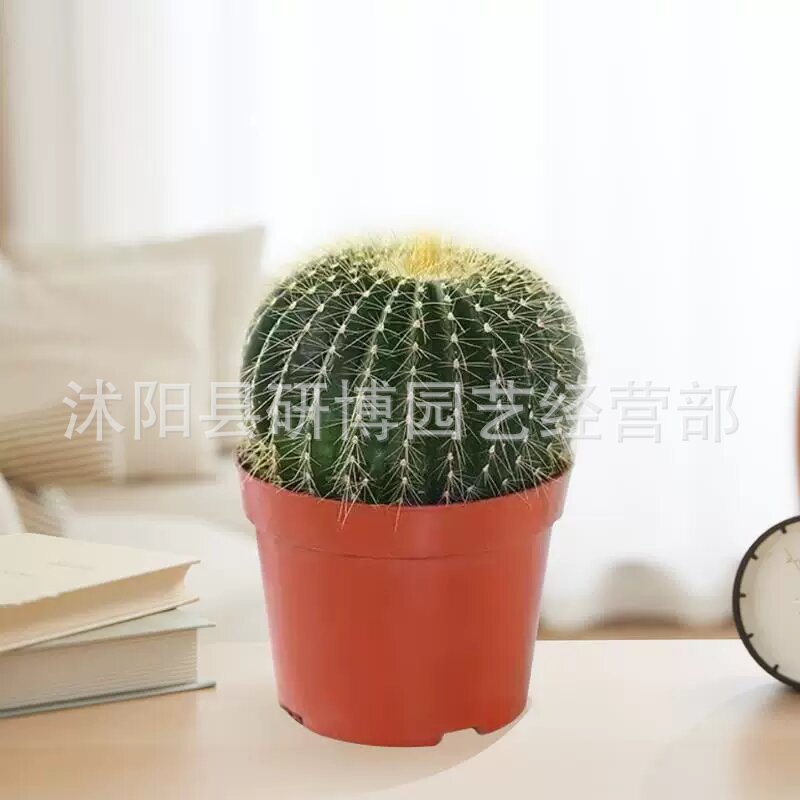 Curacao Aloe Vera sala de macetas belleza irrigación piel verde escritorio de oficina carne ciudad que nunca duerme Aloe Vera flores cactus