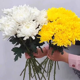 盆栽;一二年生花卉;灌木