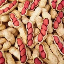 四粒红带壳花生果新鲜生花生米红衣小粒新货农家种植批发干果原料