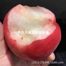 ҘѩҘ綬ѩ޽ϷNֲԹ