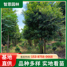 叢生杜英樹苗木工程綠化園林防護樹叢生杜英樹苗移栽常綠杜英樹