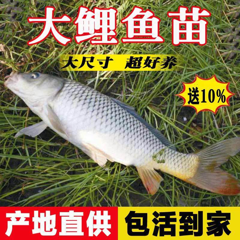 鲤鱼苗淡水养殖大黑鲤稻田鲤红尾稻花鲤小活苗食用建鲤鲫鱼苗批发