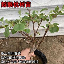 嫁接猕猴桃苗盆栽地栽南北方种植果树苗红心徐香软枣公母当年结果