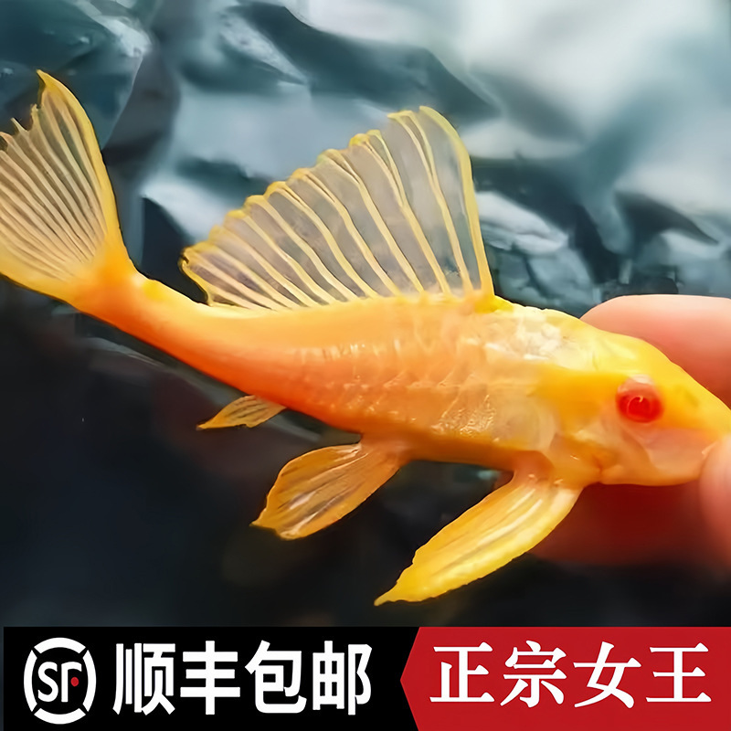 Gold Scavenger Fish Tank Cleaner Eats Feces, Freshwater Fish Are Easy to Raise and Live, Tropical Ornamental Beard Fish