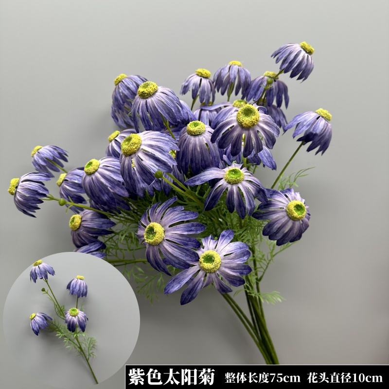 보라색 태양 국화