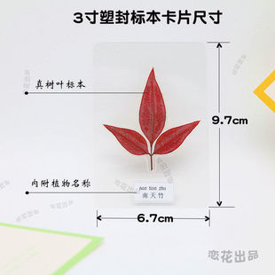 Leaf Specimen Card Real Plant Dried Flower Plastic Bookmark Student Kindergarten Awareness Gift with Sign Amazon