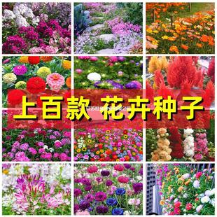 �ذ�̫ꖻ��������ļ����ղ���Ұ���ܷN�ӿ���ܰ���տ�õ����۹�