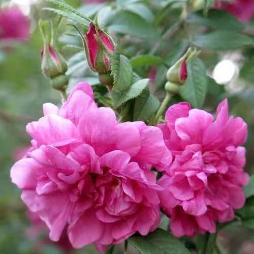 Venta al por mayor de semillas de flores y plantas eustoma malvarrosa peonía cobre dinero hierba margarita rosa sol peonía flor combinación de flores