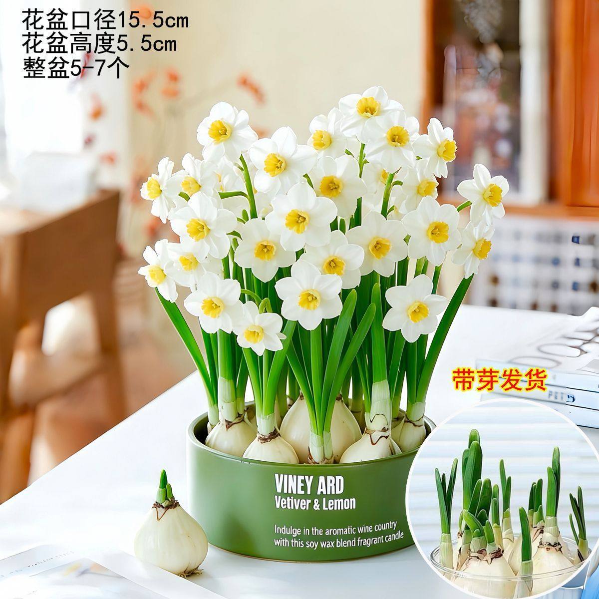 【shipped with bulbs】hydroponic zhanjiang daffodil + lemon green english ceramic pot