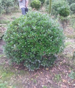 ��ͩ�� ��ͩС�� ��ͩë��  ʒɽֱ�N �G������ �������l ����