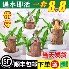 巴西木格鲁特室内阳台夏季驱蚊绿植盆栽幸运木水养幸运木水培花卉