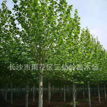 ������ͩ�����l �G����ľ15-20-25�������~��ľ������ͩ������