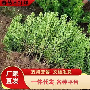 һ�����l�S�������~�����S�������G����ľ�G�h�ļ������o�x