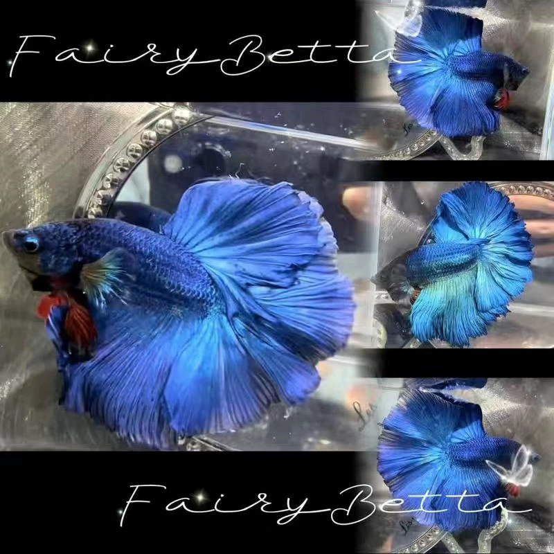 Аквариумный петушок Betta (Thai Douyu) — белый/пастельный, супер-хвост SSS, тропическая декоративная рыбка