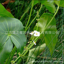 ˮ��ֲ��ȹôĹ������ͦˮˮ�ݝ���~�׳������������^�p�Gֲ